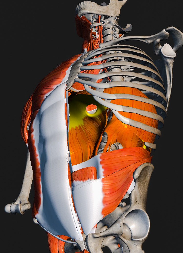 Anatomie des Zwerchfells, in Kombination mit anderen Muskeln