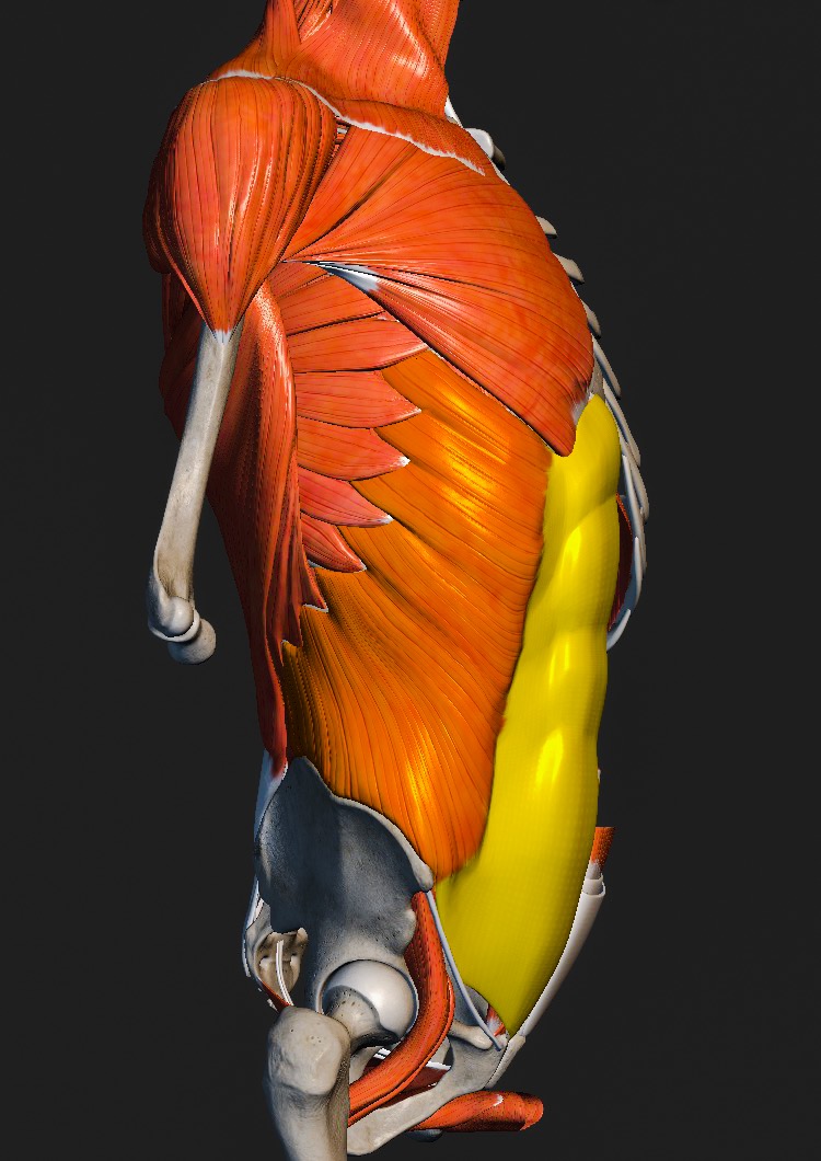 Anatomie der äußeren seitlichen Bauchmuskulatur
