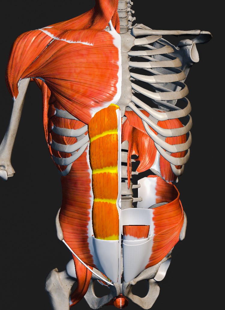 Anatomie der glatten Bauchmuskulatur
